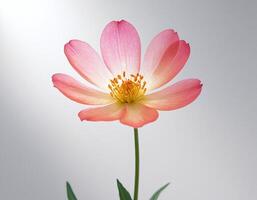 Highly detailed single flower isolated on white background, soft translucent petals with clean edges, perfect for elegant botanical designs or minimalistic floral projects photo