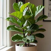 plant in a pot photo