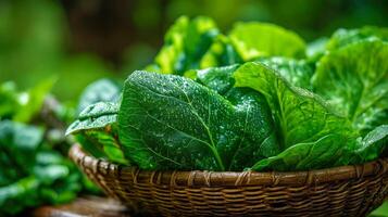 Fresh lettuce leaves with water droplets in a woven basket. photo