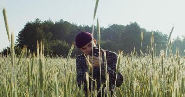 A young man makes photos on camera, sitting between ears of wheat in an agricultural field on a sunny day. 4k , red komodo