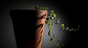 A plant in a pot on a table photo