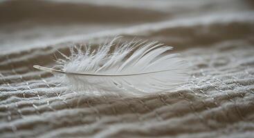 A white feather on a bed photo