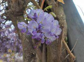 Lavender wisteria blossoms on tree trunk in spring garden setting photo