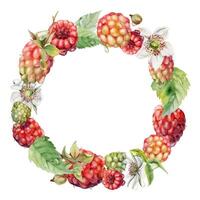 Raspberry wreath with flowers berries leaves in dew drops, water splash hand drawn in watercolor. Ripe garden forest dewberry cloudberry mulberry isolated circle frame. Fresh grocery drinks, preserves vector