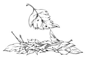 Autumn leaves pile with twigs, crumpled fallen dried forest floor cover. Single element botanical illustration hand drawn in ink. Herbarium pages, wildcrafting workshop brochures, scrapbooking vector