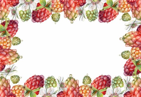 Raspberry ripe garden berries, flowers in water dew drops hand drawn in watercolor. Isolated border frame. Home preserves, kitchen linens prints, food store decor, recipe book, dessert menu, cards