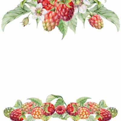 Raspberry berries, flower buds, leaves bunch cluster group, hand drawn in watercolor, ripe forest garden dewberry. Isolated square frame for dessert menu, wedding, farmers market, gardening calendar