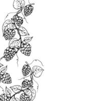 common hop frame, logo, template. Graphic ink, eco, organic Humulus lupulus branch with leaves and cones illustration isolated on background. Hand drawn line sketch. For designers, prints, logo vector