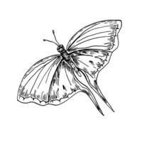 Swallowtail butterfly hand drawn black and white outline illustration. Winged insect resembling Papilio machaon or sail swallowtail line art sketch for books, nature inspired design prints. vector