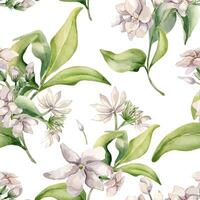 Watercolor seamless pattern jasmine bunch, buds, leaves isolated. Botanical repeated texture of white flowers hand drawn in soft colors. Floral foliage background for design textile, package, paper vector