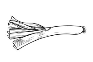 Leek vegetable hand drawn black and white outline illustration. Minimalist root vegetable sketch with long stalks and leaves. Graphic line art of fresh leek for farm to table labels, packaging. vector
