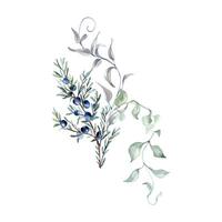 Soft greenery arrangement of juniper branches delicate watercolor illustration isolated. Foliage of curly vine and coniferous twig hand drawn in sage green. Bunch for nature design wall art, package. vector