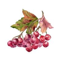 Red viburnum berries on tree branch, leaves watercolor illustration isolated. Bunch of guelder rose berries in botanical sketch hand painted. Rowan berries hand drawn for label, package, autumn theme vector