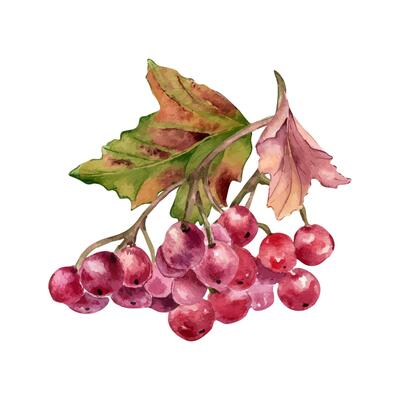 Red viburnum berries on tree branch, leaves watercolor illustration isolated. Bunch of guelder rose berries in botanical sketch hand painted. Rowan berries hand drawn for label, package, autumn theme