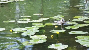 Wild ducks navigating through lily pads on a tranquil pond video