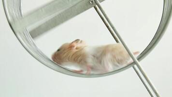Cute cream hamster running in exercise wheel with rhythmic motion video