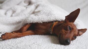 Tired miniature pinscher dog resting under soft white blanket video