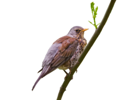 A fieldfare or Turdus pilaris side view, sits on tree branch with young leaf. Isolated on transparent background. Turdus pilaris or Thrush close up, Hi-Res image png