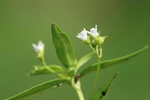 Scleromitrion diffusum flowers with bokeh background photo