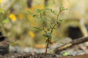 Phyllanthus amarus plant with water droplets, growing on soil with blurred background photo