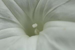 Macro photo of a water spinach flower Ipomoea aquatica, showing its soft white petals and detailed inner structure in natural light