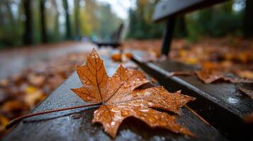 A maple leaf sits on a bench covered in water drops photo