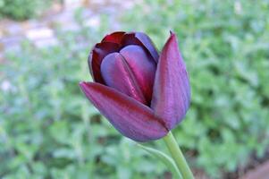 A dark purple tulip with a green stem photo