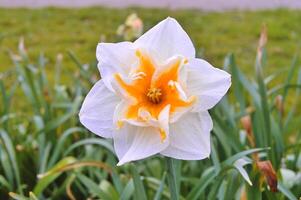 A white and yellow daffodil with a yellow center photo