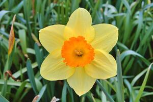 A yellow flower with an orange center photo