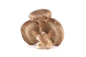 Three Fresh Shiitake Mushrooms on White Background Displaying Natural Texture and Detail photo
