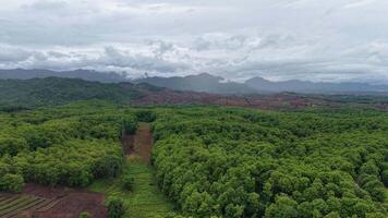 Calm and cinematic drone view flying over vibrant green forest and mountain hills shrouded in mist. Ideal for scenic backgrounds or relaxation themes. video