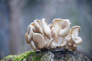 Cluster of Oyster Mushrooms Growing on Mossy Tree in Forest Environment. photo