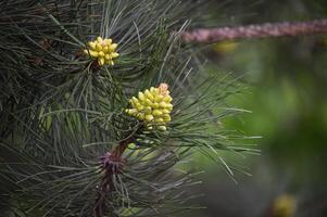 Close-Up of Pine Tree Branch with Budding Cones in a Forest Setting photo