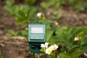 A green soil moisture meter in a strawberry patch, measuring soil conditions in sunlight. photo