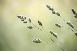 Delicate grass seed heads in soft focus with a blurred, natural background. photo