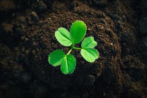 A young plant sprouts from the ground photo