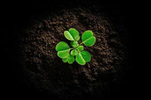 A small green plant sprouts from the ground photo