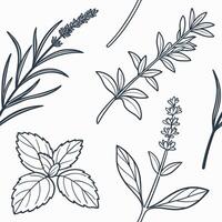Seamless hand drawn botanical herb pattern vector