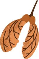 Autumn winged maple seed isolated on white background. vector