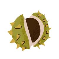 Hand drawn open chestnut. Trendy simple flat botanical illustration. vector