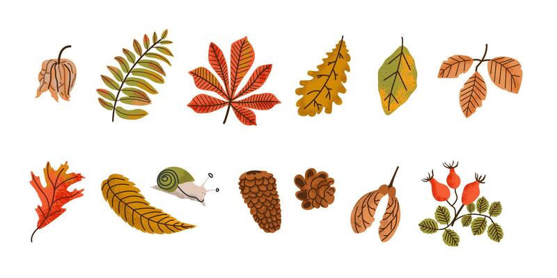 Set of various autumn leaves, rowan, acorn and chestnut forest plants, mushrooms. Colored trendy illustration. Flat design with stamp texture