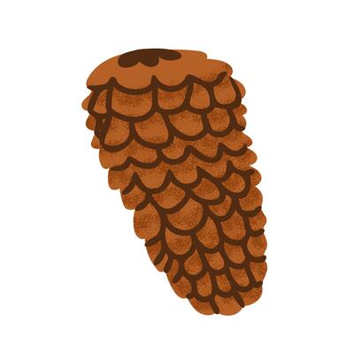 Open fir cone illustration. Simple flat design of a pine cone isolated on a white background. Natural forest element for botanical and seasonal themes.