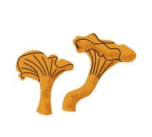 Chanterelle mushrooms. Hand drawn illustration on a white background. Simple botanical elements for autumn design. vector