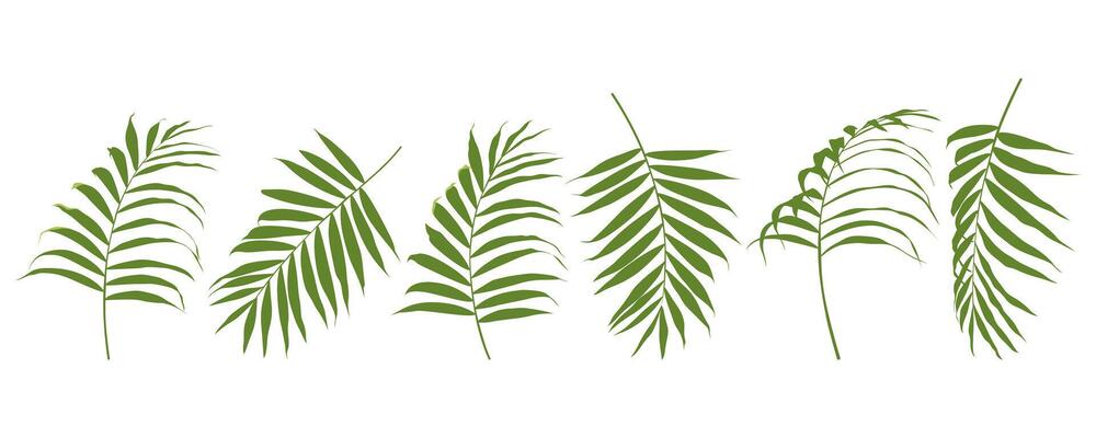 Tropical leaves set. Coconut palm leaf isolated on white background. Simple flat .