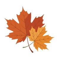 Two maple leaves on a white background vector