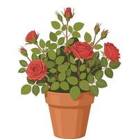 Red roses in a pot on a white background vector