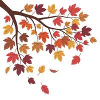 Autumn leaves falling from a tree branch vector