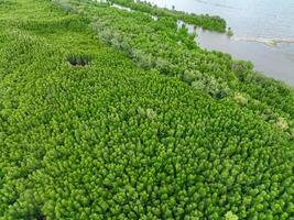 Aerial view mangrove forest ecosystem. Significant economic value in carbon credits, ecosystem services, and climate resilience. Conservation efforts ensure long-term coastal community protection. photo