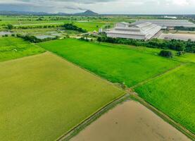 Aerial view of green rice fields and agricultural warehouse facility. Food security amid changing climate patterns while practicing sustainable cultivation methods. Agricultural infrastructure. photo