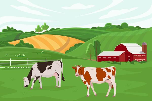 illustration of a cow farm and agriculture. Cattle breeding. Summer rural landscape with a farm and cows eating grass. Design elements for infographics, websites and print media